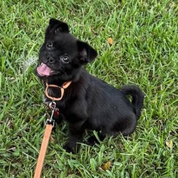 Rescue Pug and Mixed Breed Dogs for Adoption in Jacksonville, Florida - Carter | PetCurious