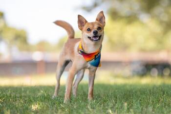 Rocket -  Chihuahua Dog for Adoption in Santa Rosa, California - Rocket | PetCurious