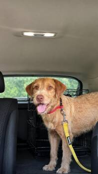 Professor Winston Von Scruffenstein III -  Irish Terrier Dog for Adoption in Oswego, South Carolina - Professor Winston Von Scruffenstein III | PetCurious