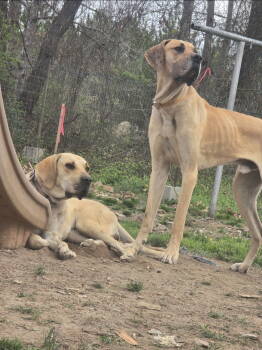 Rescue Great Dane Dogs for Adoption in Albemarle, North Carolina - Thor | PetCurious