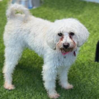 Maltese Dogs Available for Adoption in Los Angeles, California - Paris A2258491 | PetCurious