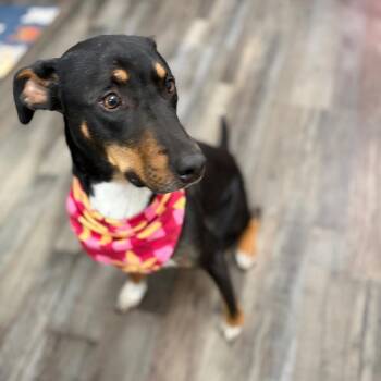 Lucky -  Mixed Breed Dog for Adoption in Sequatchie, Tennessee - Lucky | PetCurious