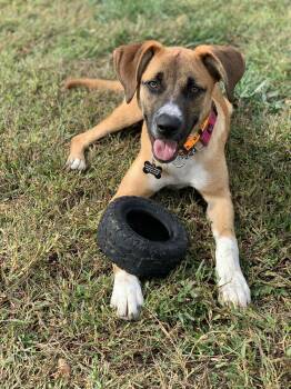 Rescue Hound Dogs for Adoption in Douglas, Massachusetts - Lady | PetCurious