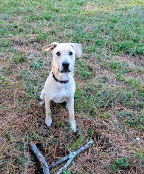 Pretzel - AVAILABLE TO FOSTER OR ADOPT -  Labrador Retriever Dog for Adoption in Clayton, North Carolina - Pretzel - AVAILABLE TO FOSTER OR ADOPT | PetCurious