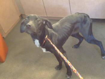 VERONA -  Pit Bull Terrier and Mixed Breed Dog for Adoption in Sacramento, California - VERONA | PetCurious
