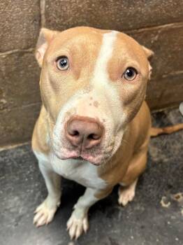Riley -  Weimaraner and American Staffordshire Terrier Dog for Adoption in Midland, Texas - Riley | PetCurious