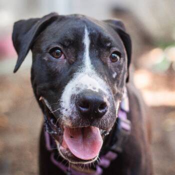 Loki -  Labrador Retriever and Pit Bull Terrier Dog for Adoption in Martinez, California - Loki | PetCurious