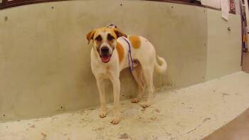 Rescue German Shepherd Dog and Mixed Breed Dogs for Adoption in Houston, Texas - A2038156 | PetCurious