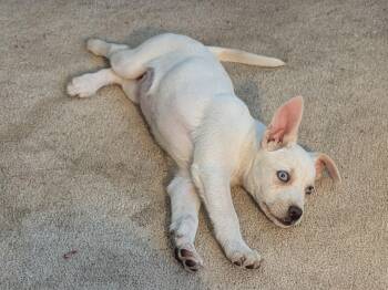 Husky and Australian Cattle Dog Blue Heeler Dogs Available for Adoption in Plattsmouth, Nebraska - Violet | PetCurious