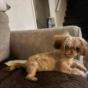Shih Tzu Dogs Available for Adoption - Dum Dum Dugan | PetCurious