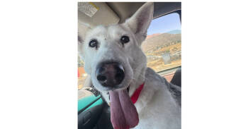 Rescue German Shepherd Dog Dogs for Adoption in Naperville, Illinois - Mabel | PetCurious