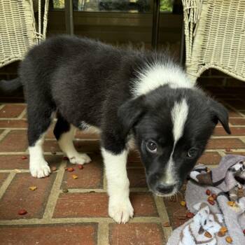 Australian Shepherd and Border Collie Dogs Available for Adoption in Brownsboro, Alabama - Prom King | PetCurious