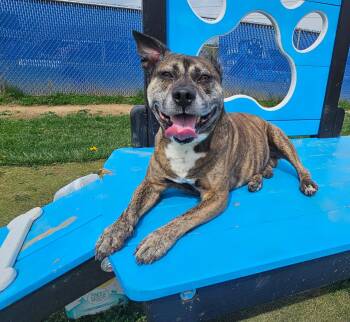 Pit Bull Terrier Dogs Available for Adoption in Wooster, Ohio - Peanut 2 | PetCurious