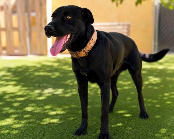 KC26-124 -  Black Labrador Retriever Dog for Adoption in Ridgecrest, California - KC26-124 | PetCurious