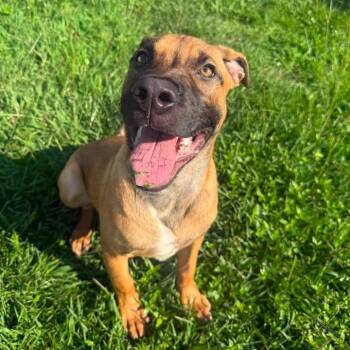 Sturgeon -  Black Mouth Cur Dog for Adoption in Wilmington, North Carolina - Sturgeon | PetCurious