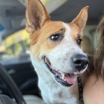 Honey -  Cattle Dog and Mixed Breed Dog for Adoption in San Diego, California - Honey | PetCurious