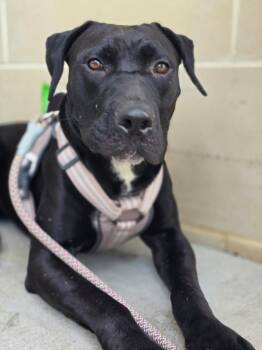 Rescue Cane Corso and Great Dane Dogs for Adoption in Grand Rapids, Michigan - Horse ( Cuddly / Goofy / Super Sweet / Crate Trained ) | PetCurious