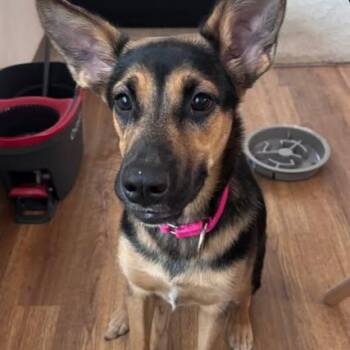 German Shepherd Dog Dogs Available for Adoption in Anchorage, Alaska - Mocha | PetCurious