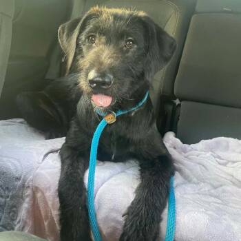 Katy -  Black Labrador Retriever Dog for Adoption in Chanute, Kansas - Katy | PetCurious