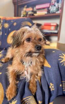 Yorkshire Terrier Dogs Available for Adoption in Manhattan Beach, California - Champ | PetCurious