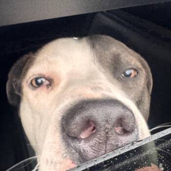 Louise -  Pit Bull Terrier Dog for Adoption in Philadelphia, Pennsylvania - Louise | PetCurious