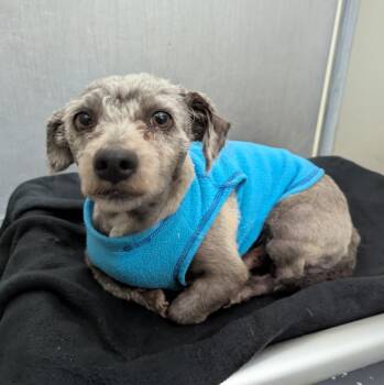 Romeo -  Terrier Dog for Adoption in Logan, Utah - Romeo | PetCurious