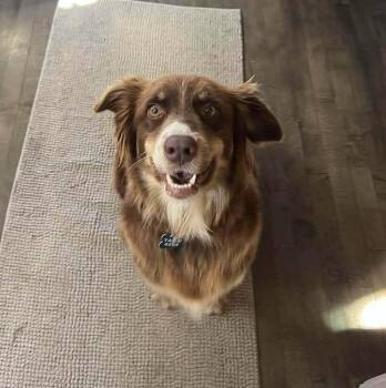 Australian Shepherd Dogs Available for Adoption in New Albany, Ohio - Chassis | PetCurious
