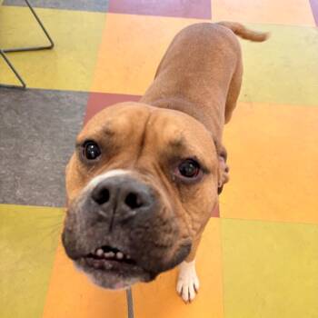 Mixed Breed Dogs Available for Adoption in Philadelphia, Pennsylvania - Theodore | PetCurious