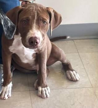 Jesse -  Mixed Breed Dog for Adoption in Rowlett, Texas - Jesse | PetCurious