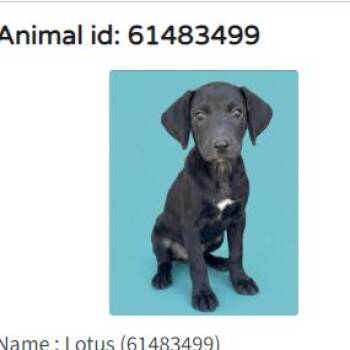 Lotus -  Labrador Retriever Dog for Adoption in Austin, Texas - Lotus | PetCurious