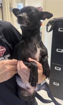 SUZIE Q -  Chihuahua Dog for Adoption in San Antonio, Texas - SUZIE Q | PetCurious