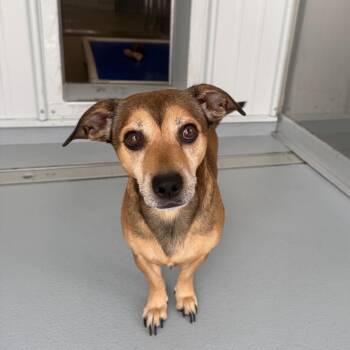 Lucky Ducky -  Mixed Breed Dog for Adoption in Bradenton, Florida - Lucky Ducky | PetCurious