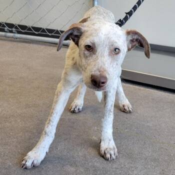 Copper -  Mixed Breed Dog for Adoption in Las Cruces, New Mexico - Copper | PetCurious