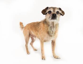 Rescue Terrier and Pug Dogs for Adoption in Phoenix, Arizona - Chewy | PetCurious