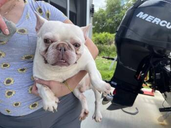 French Bulldog Dogs Available for Adoption in Fort Myers, Florida - VITO | PetCurious