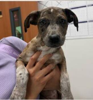 Mixed Breed Dogs Available for Adoption in West Chester, Pennsylvania - Willa W2 | PetCurious