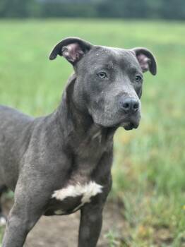 Propane -  Pit Bull Terrier Dog for Adoption in Stafford, Virginia - Propane | PetCurious