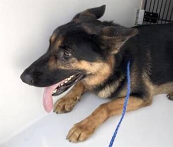 German Shepherd Dog and Mixed Breed Dogs Available for Adoption - ZERO | PetCurious
