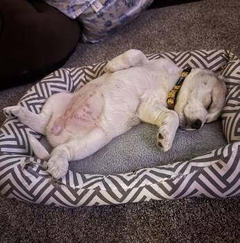 Beagle and Great Pyrenees Dogs Available for Adoption in Brooklyn Center, Minnesota - Amelia | PetCurious