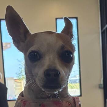 Chihuahua Dogs Available for Adoption in Goleta, California - Annie | PetCurious