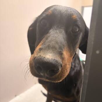 Rocco -  Mixed Breed Dog for Adoption in Murray, Utah - Rocco | PetCurious