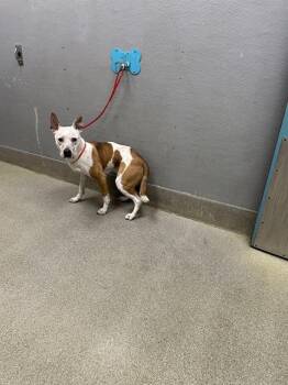 Pit Bull Terrier and Mixed Breed Dogs Available for Adoption in Las Vegas, Nevada - FRECKLES | PetCurious