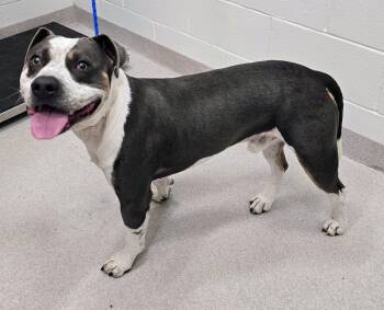 26-358 -  Pit Bull Terrier Dog for Adoption in Lindenhurst, New York - 26-358 | PetCurious