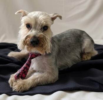Yorkshire Terrier Dogs Available for Adoption - Rambo | PetCurious