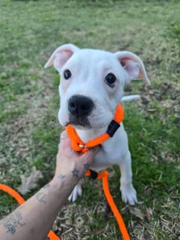 American Bully Dogs Available for Adoption - Mina | PetCurious