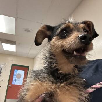Teddy -  Terrier and Mixed Breed Dog for Adoption in Reno, Nevada - Teddy | PetCurious
