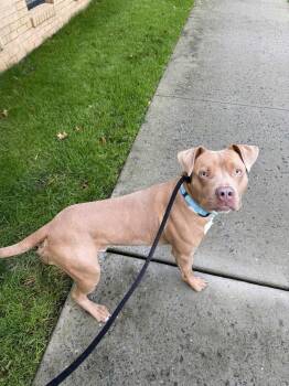 Rescue Mixed Breed Dogs for Adoption in Brookhaven, New York - Cy | PetCurious