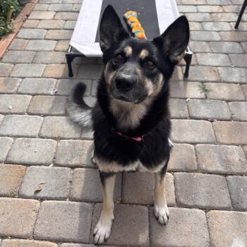 Maple -  Husky and German Shepherd Dog Dog for Adoption in Cashmere, Washington - Maple | PetCurious