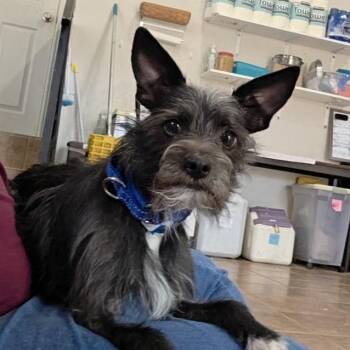 Adobo -  Terrier Dog for Adoption in Kanab, Utah - Adobo | PetCurious