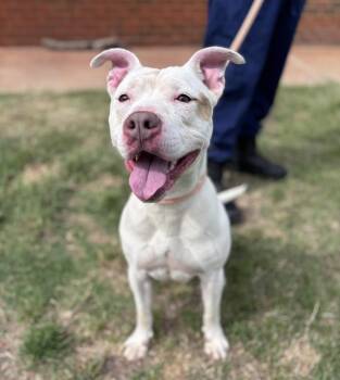 Pit Bull Terrier Dogs Available for Adoption in Stillwater, Oklahoma - Cruz | PetCurious